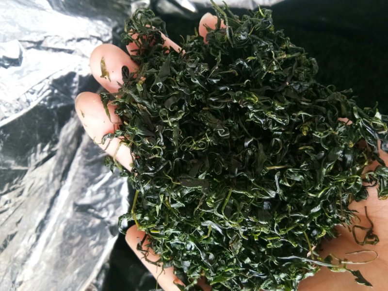 苦丁茶小叶苦丁青山绿水野生正品特级嫩芽