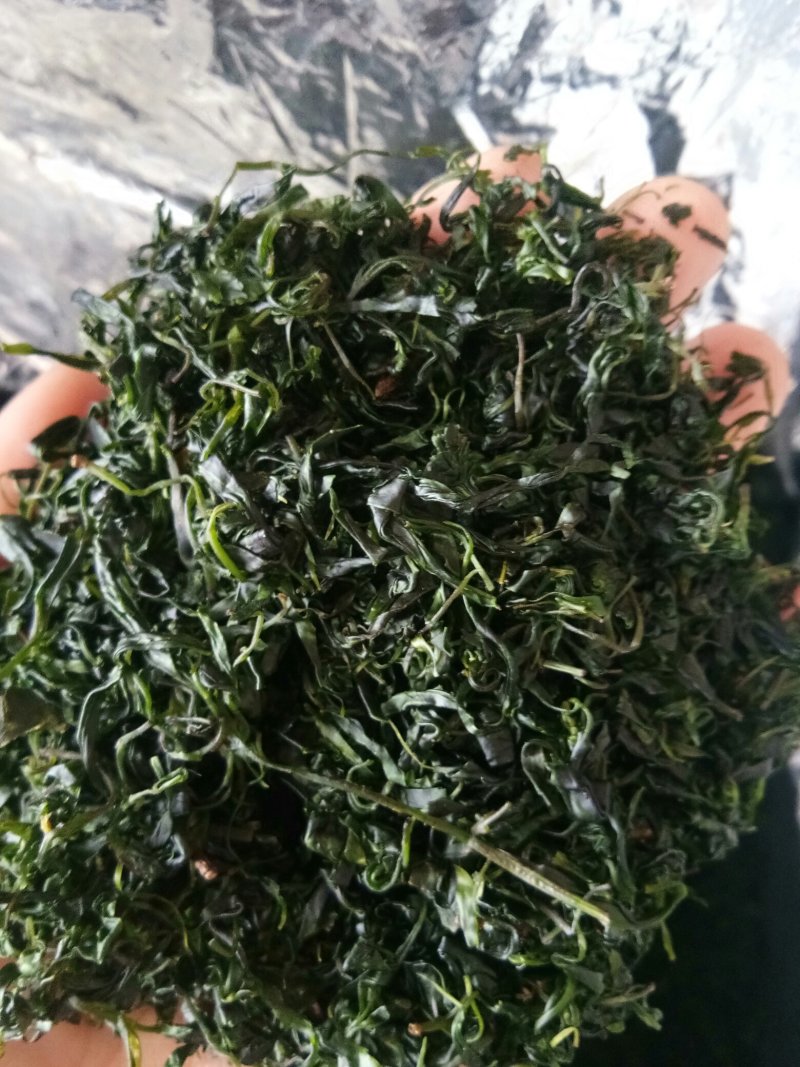 苦丁茶小叶苦丁青山绿水野生正品特级嫩芽