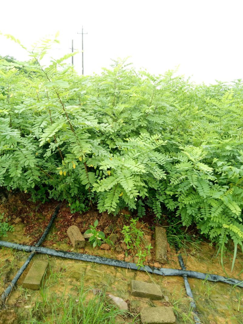 刺槐-是（速生槐代替桉树和杨树的新品种）