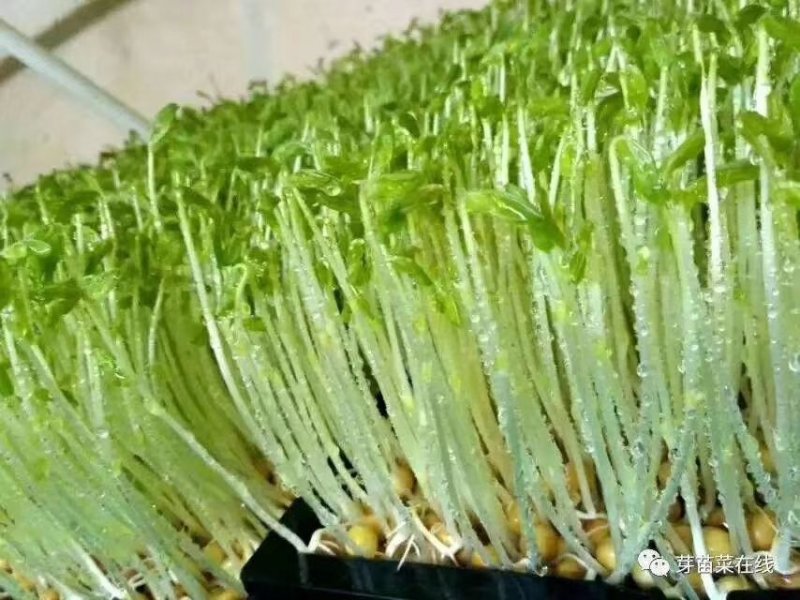 有机芽苗菜