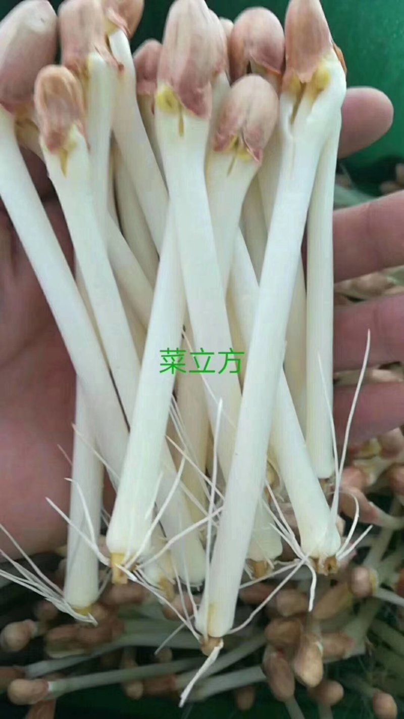 有机芽苗菜