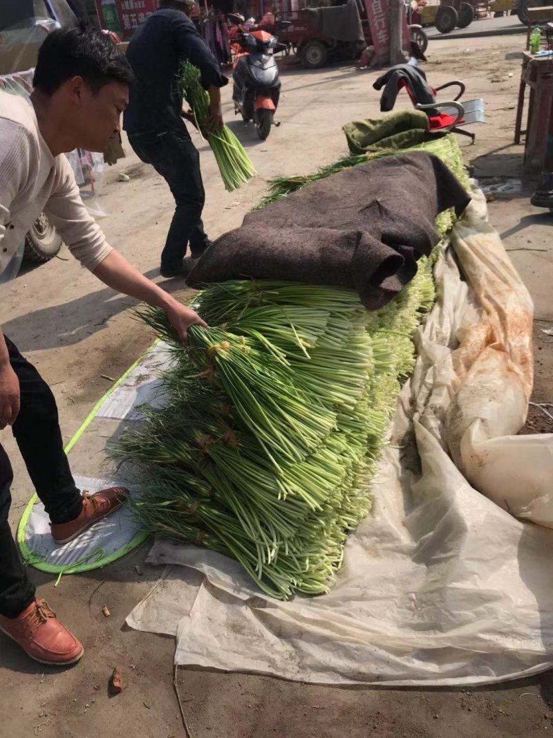 自产自销一级杂交蒜薹，大量出售，产地发货，销往全国各地