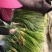 自产自销一级杂交蒜薹，大量出售，产地发货，销往全国各地