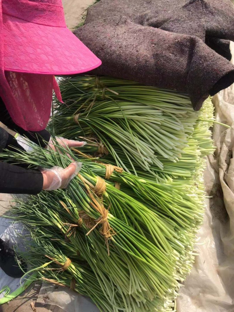 自产自销一级杂交蒜薹，大量出售，产地发货，销往全国各地