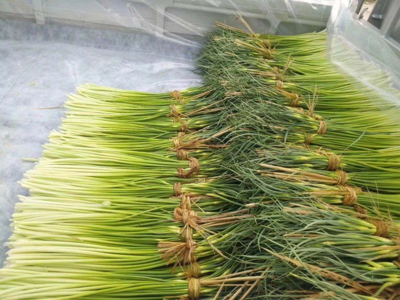 自产自销一级杂交蒜薹，大量出售，产地发货，销往全国各地