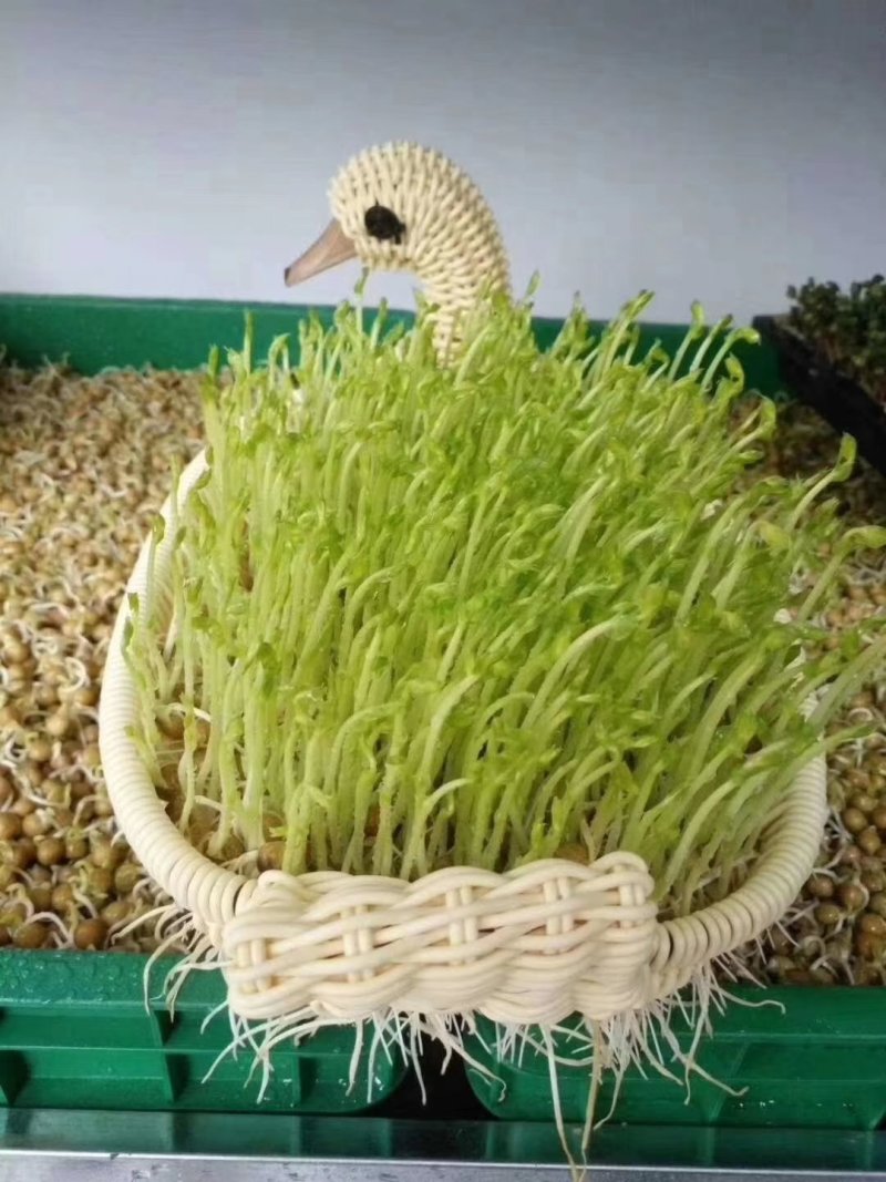 有机芽苗菜