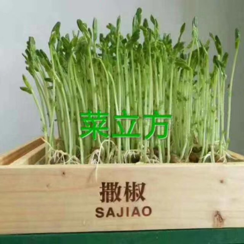 有机芽苗菜