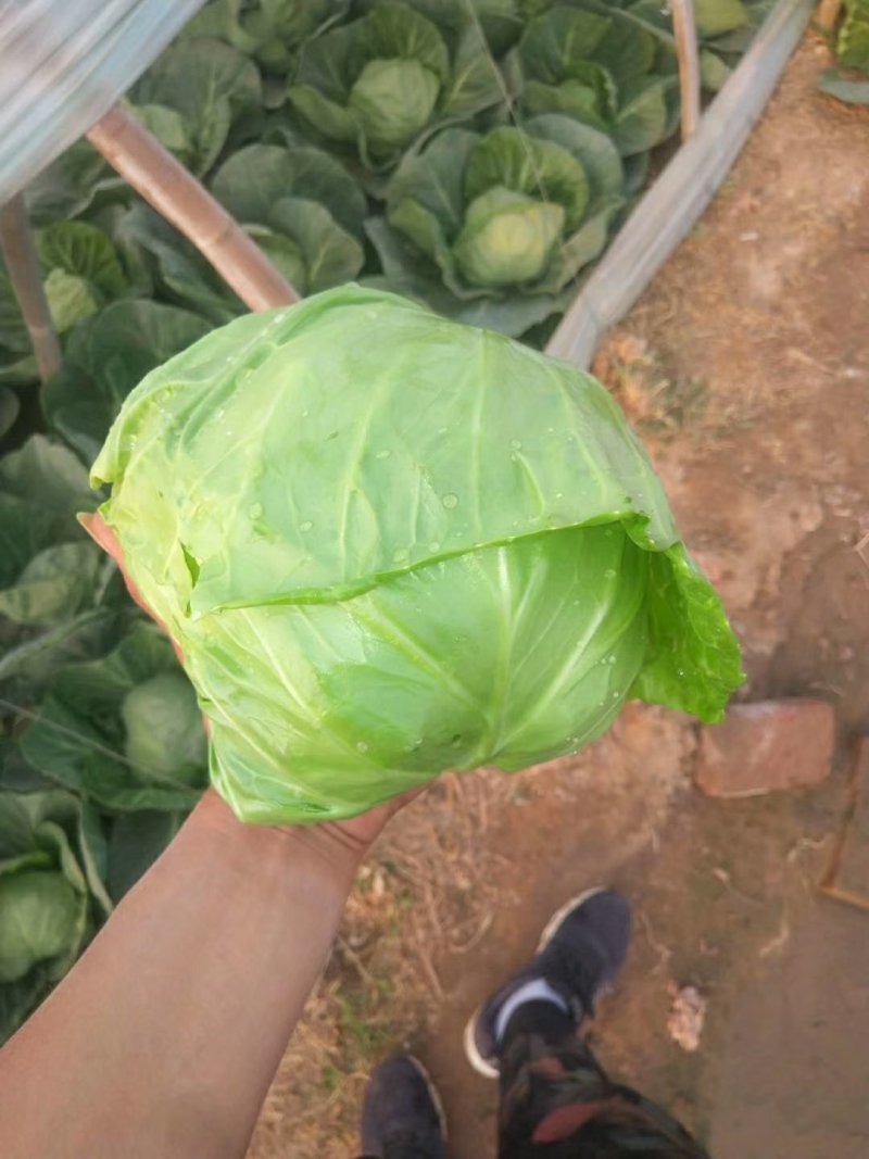 中甘21精品一手货源可供超市