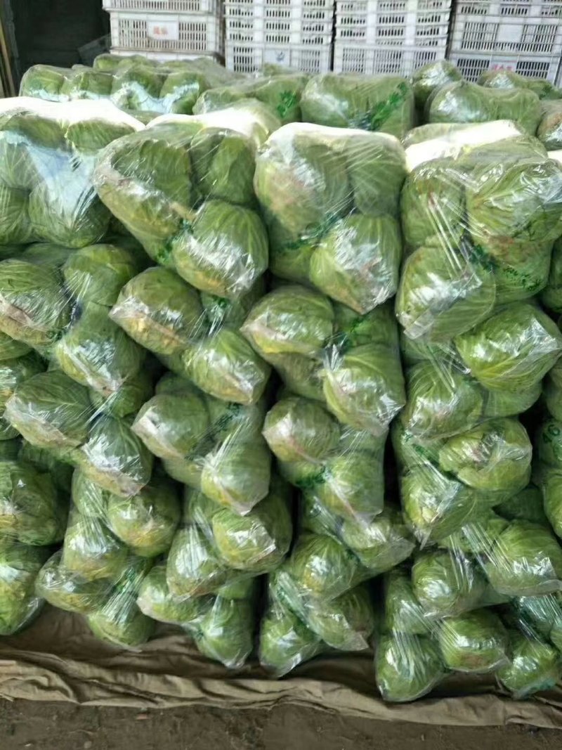 中甘21精品一手货源可供超市