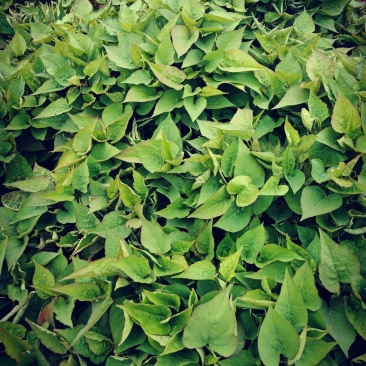 授权基地脱毒红薯苗济薯25，济薯26，蜜薯