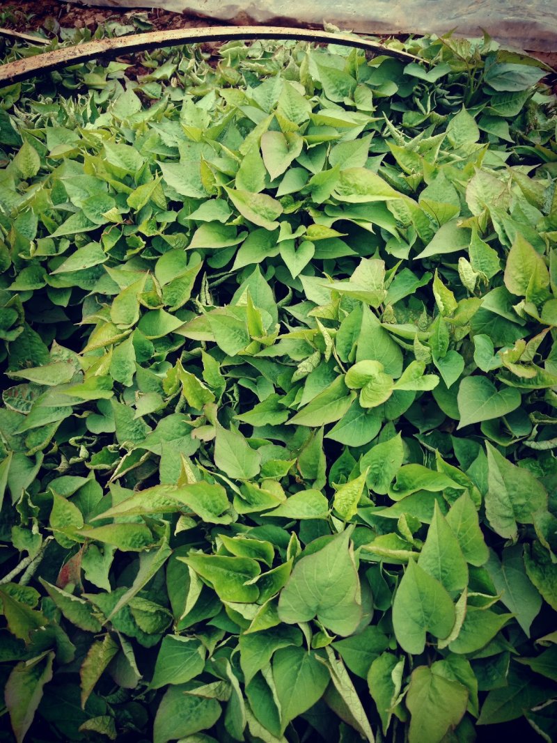 授权基地脱毒红薯苗济薯25，济薯26，蜜薯