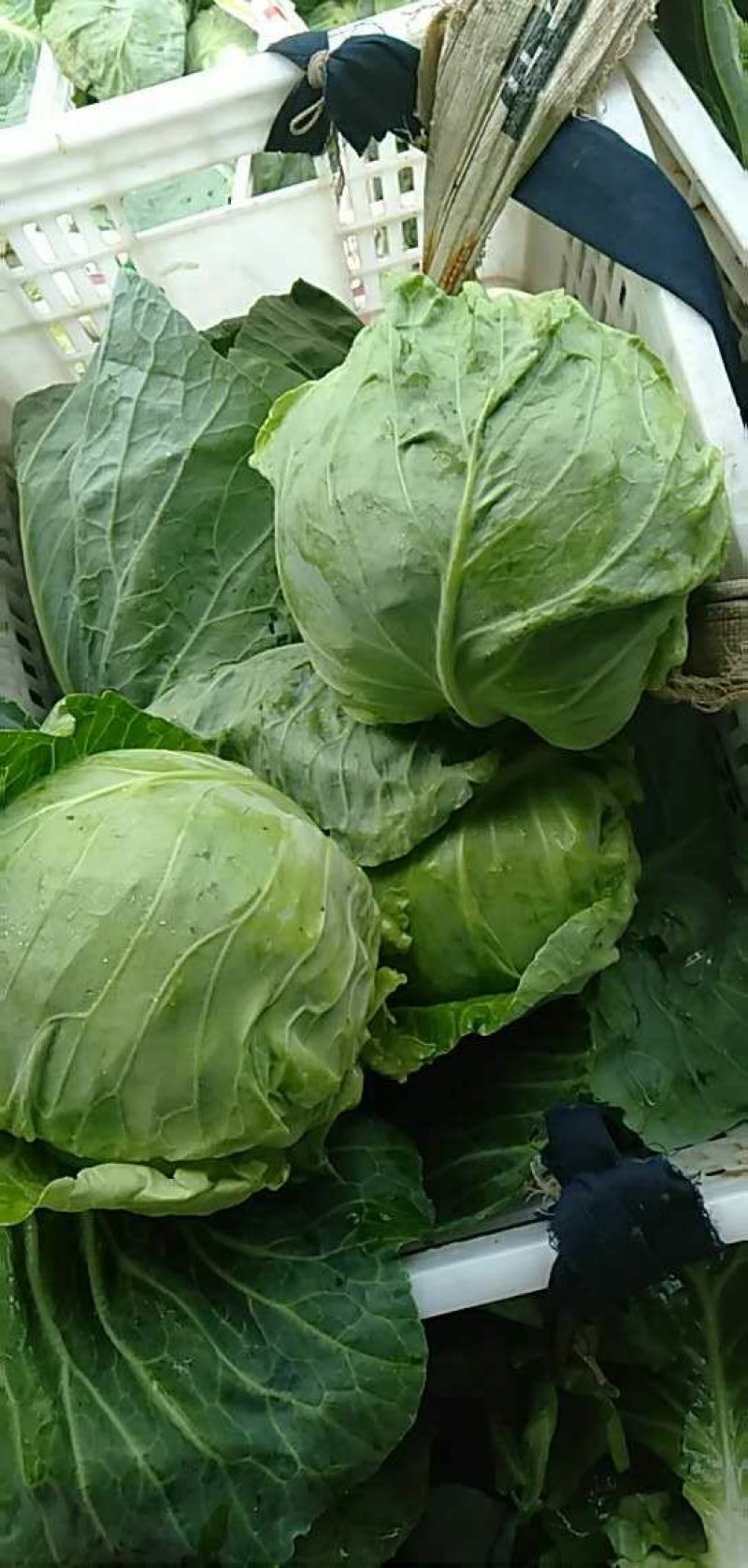 圆包菜