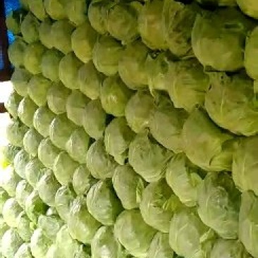 圆包菜