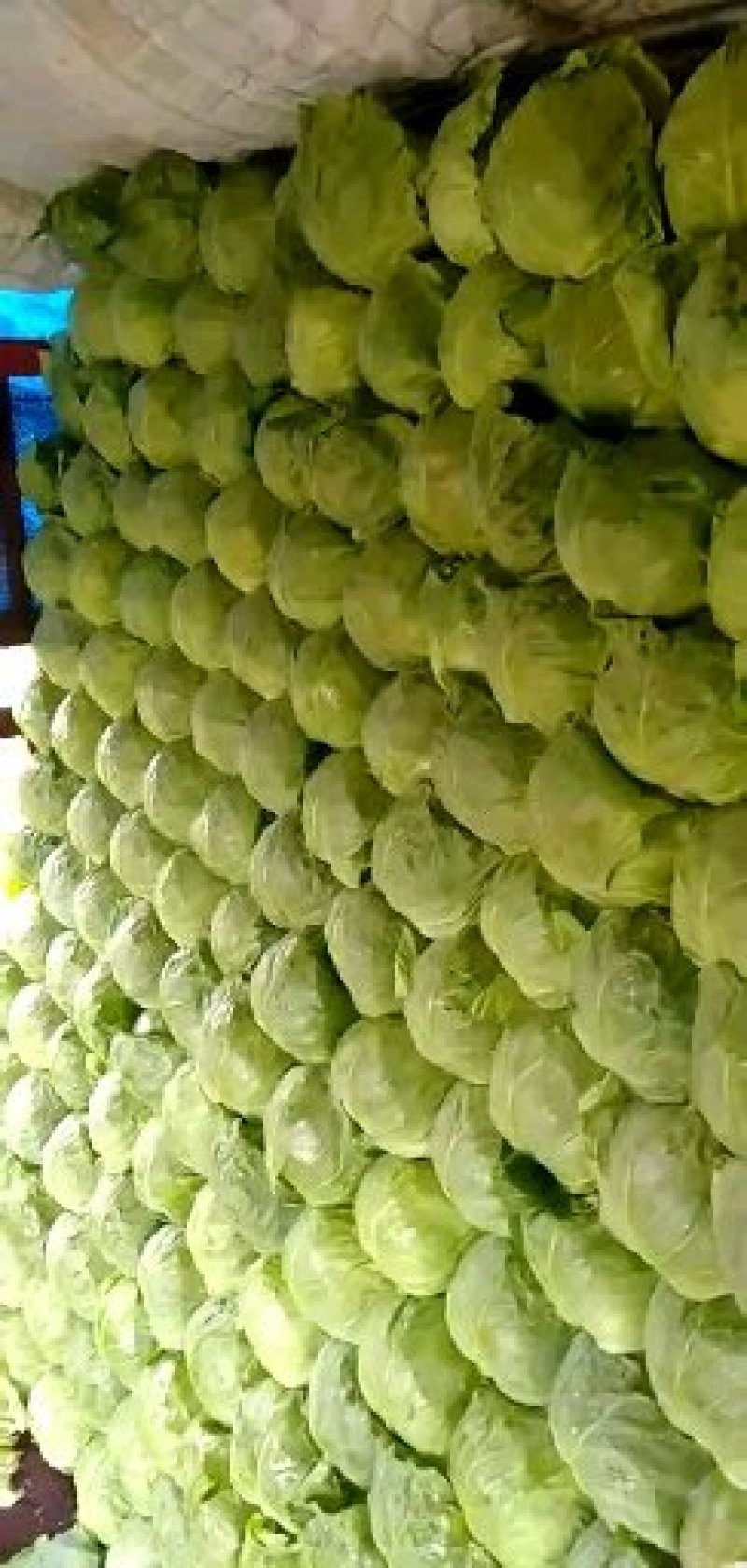 圆包菜