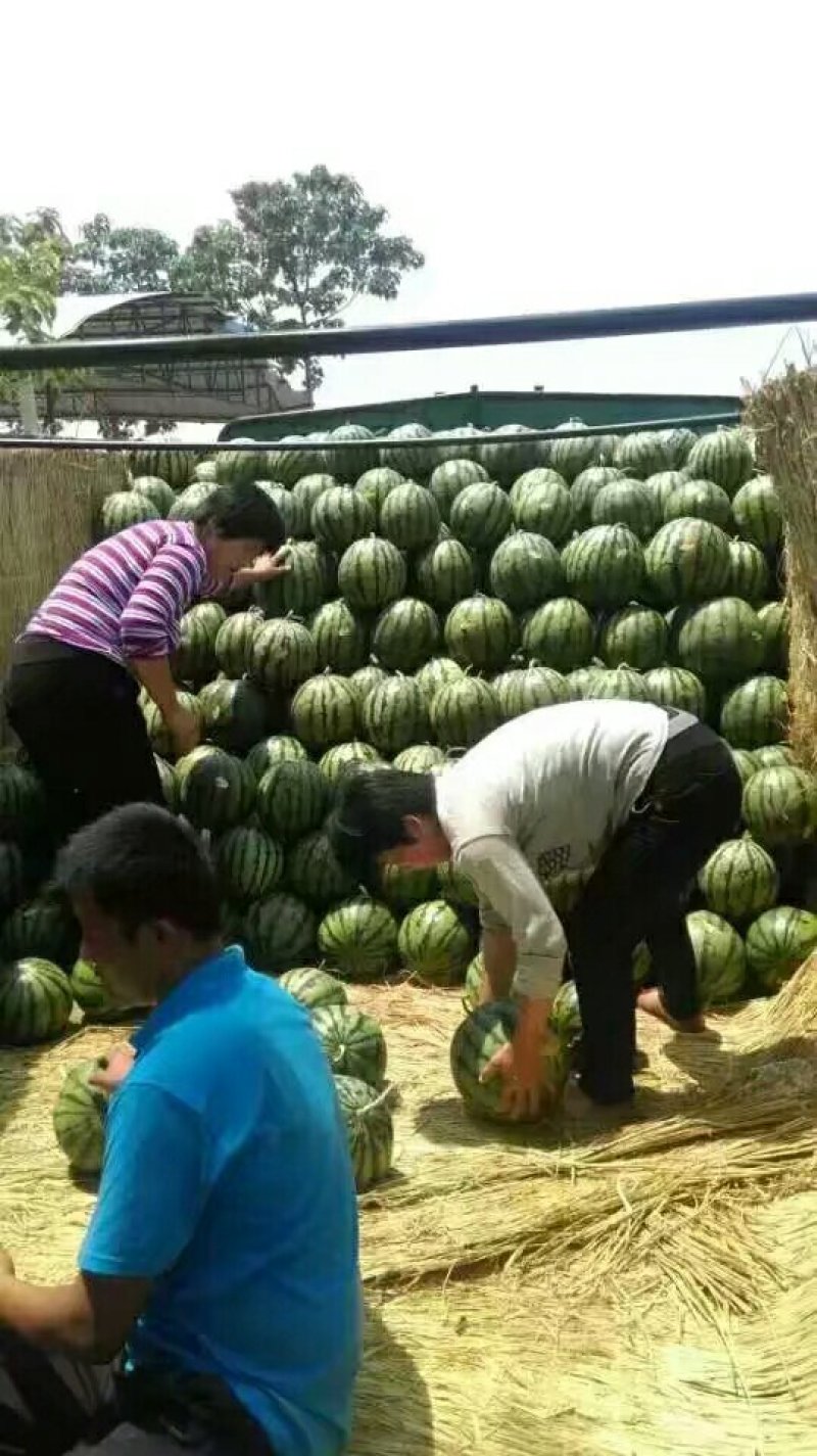 甜王西瓜大量上市主打甜王为主