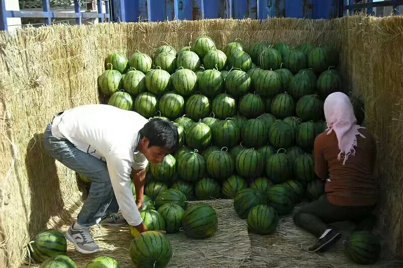 甜王西瓜大量上市主打甜王为主