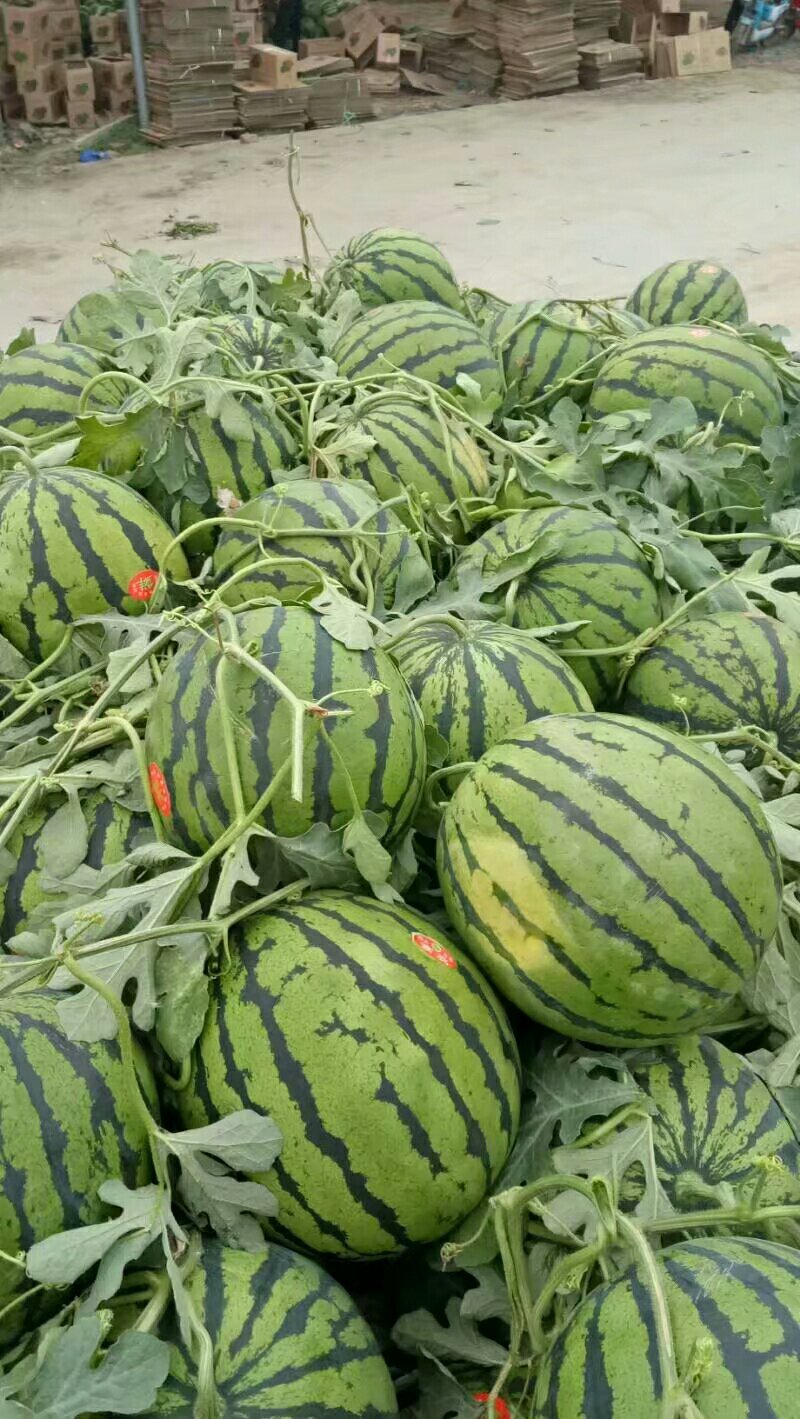 甜王西瓜大量上市主打甜王为主