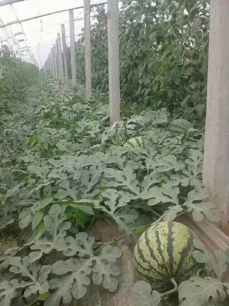 甜王西瓜大量上市主打甜王为主