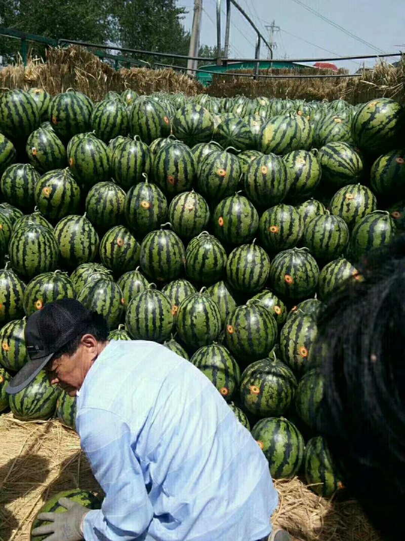 甜王西瓜大量上市主打甜王为主