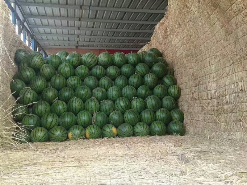 甜王西瓜大量上市主打甜王为主