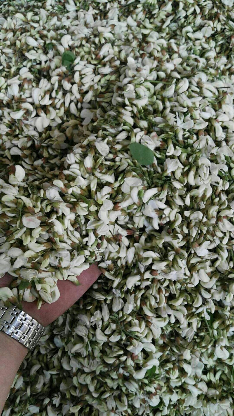 洋槐花预售中