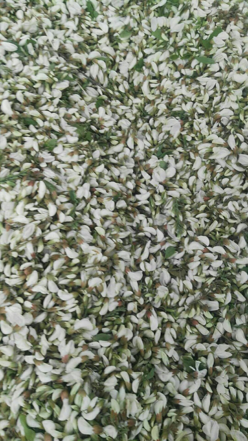 洋槐花预售中