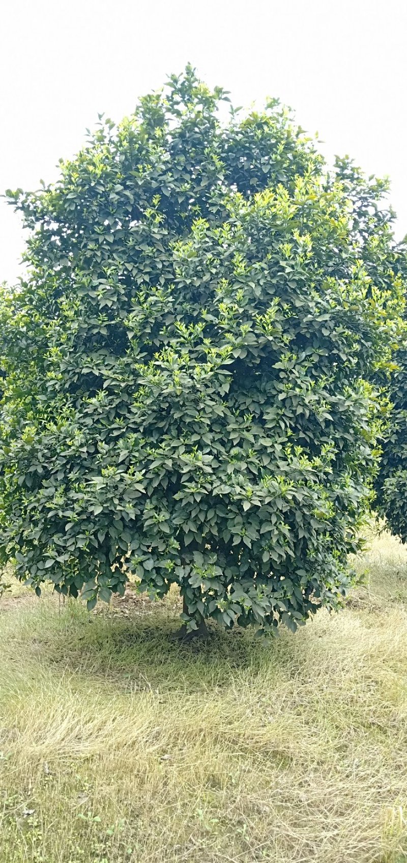 丛生香泡香橼胡柚碰柑橘子树甜橙树蜜橘树诚信经营