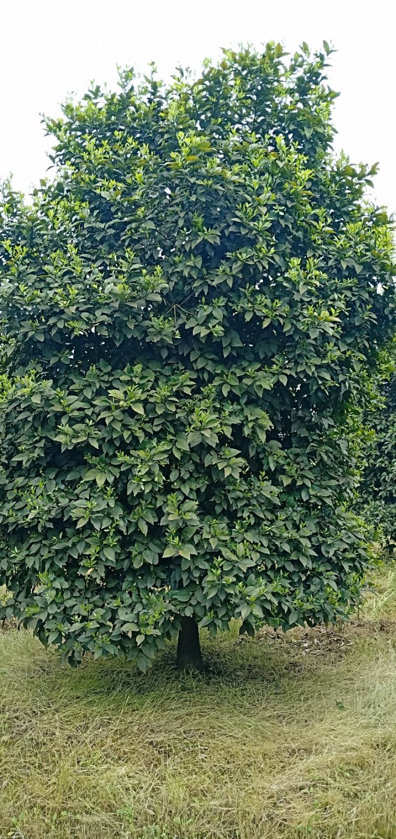 香橼丛生香橼香泡胡柚碰柑橘子树质量保证随时起苗