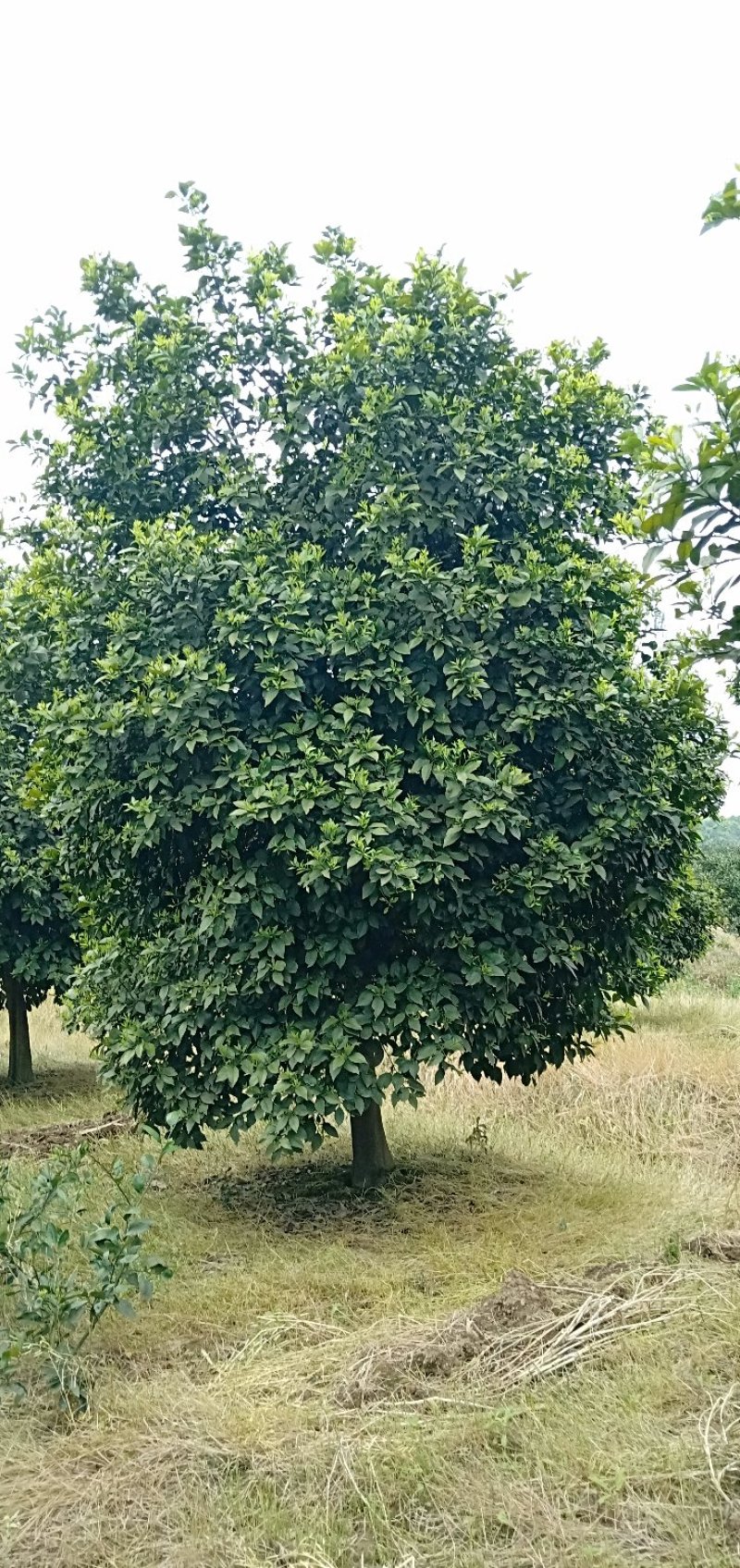 香橼丛生香橼香泡胡柚碰柑橘子树质量保证随时起苗