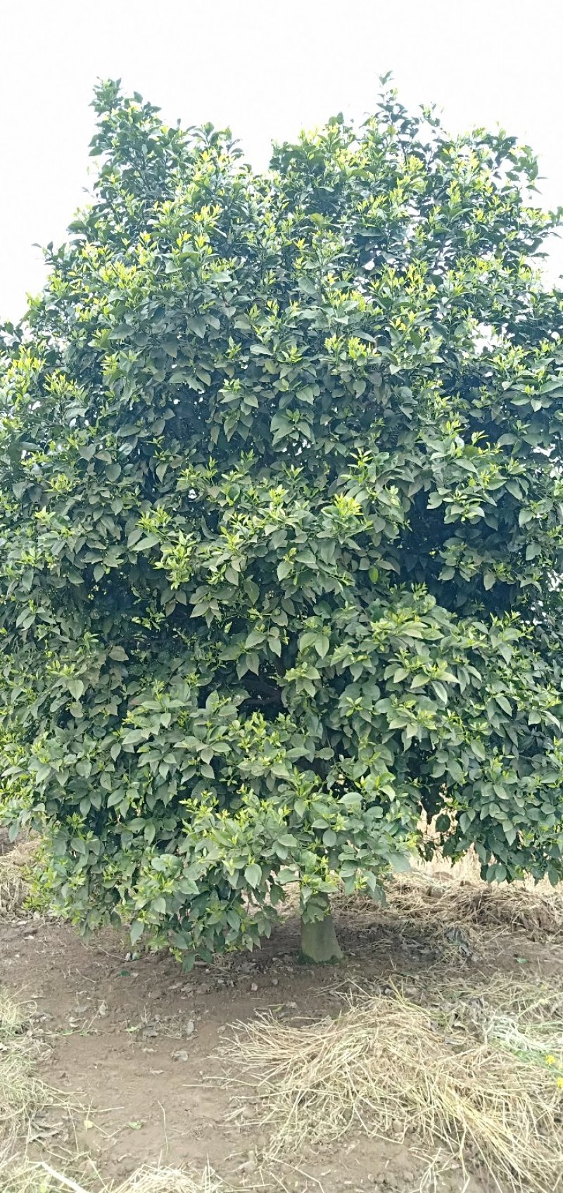 香橼丛生香橼香泡胡柚碰柑橘子树质量保证随时起苗