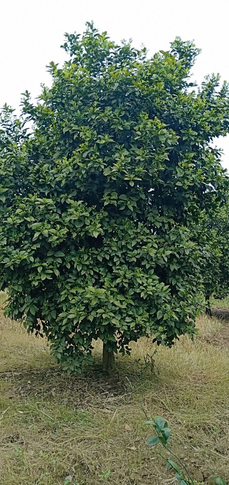 香橼丛生香橼香泡胡柚碰柑橘子树质量保证随时起苗