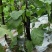【精品】烧烤茄长茄一手货源现摘现发产地直发量大从优