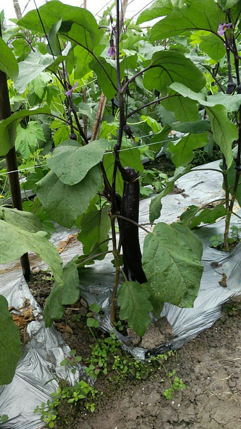 【精品】烧烤茄长茄一手货源现摘现发产地直发量大从优