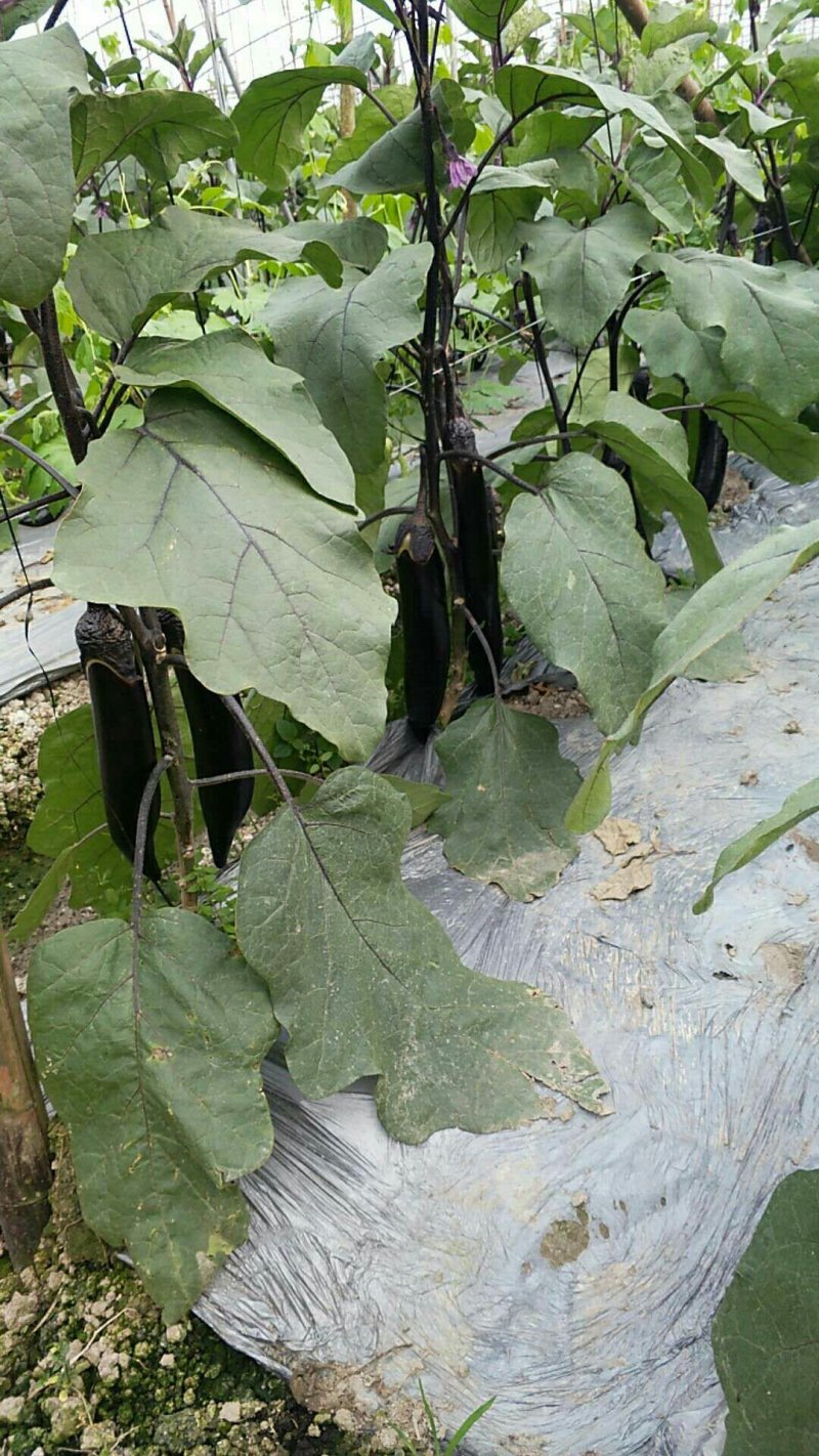 【精品】烧烤茄长茄一手货源现摘现发产地直发量大从优