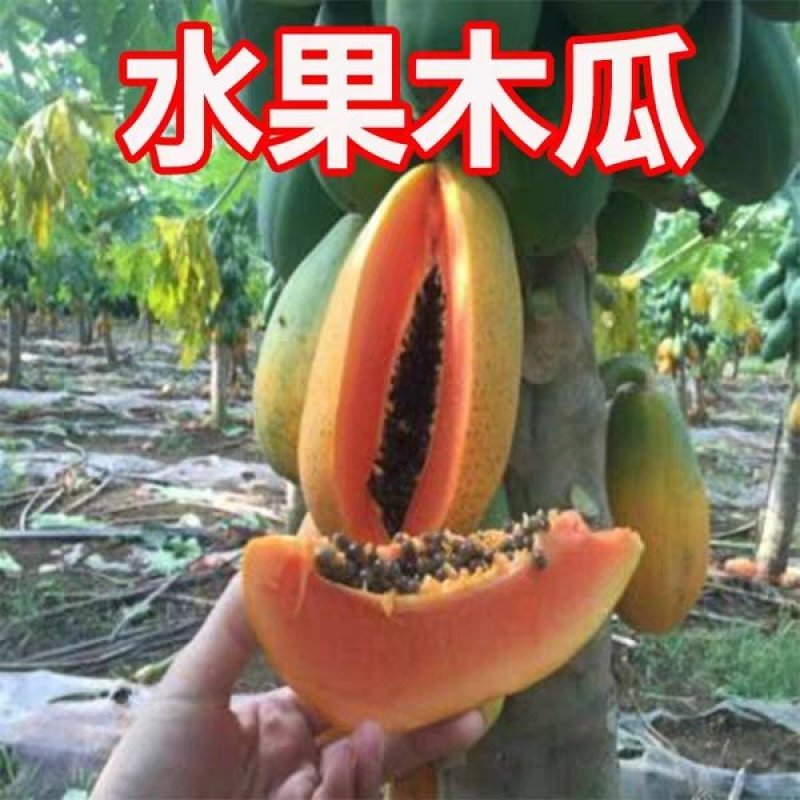 木瓜苗