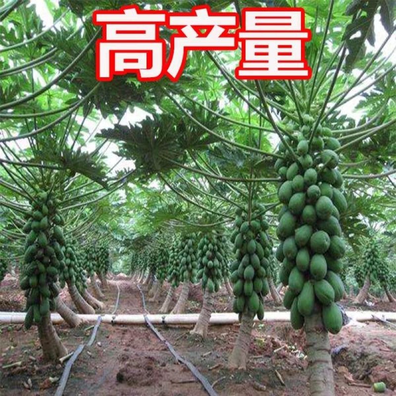 木瓜苗