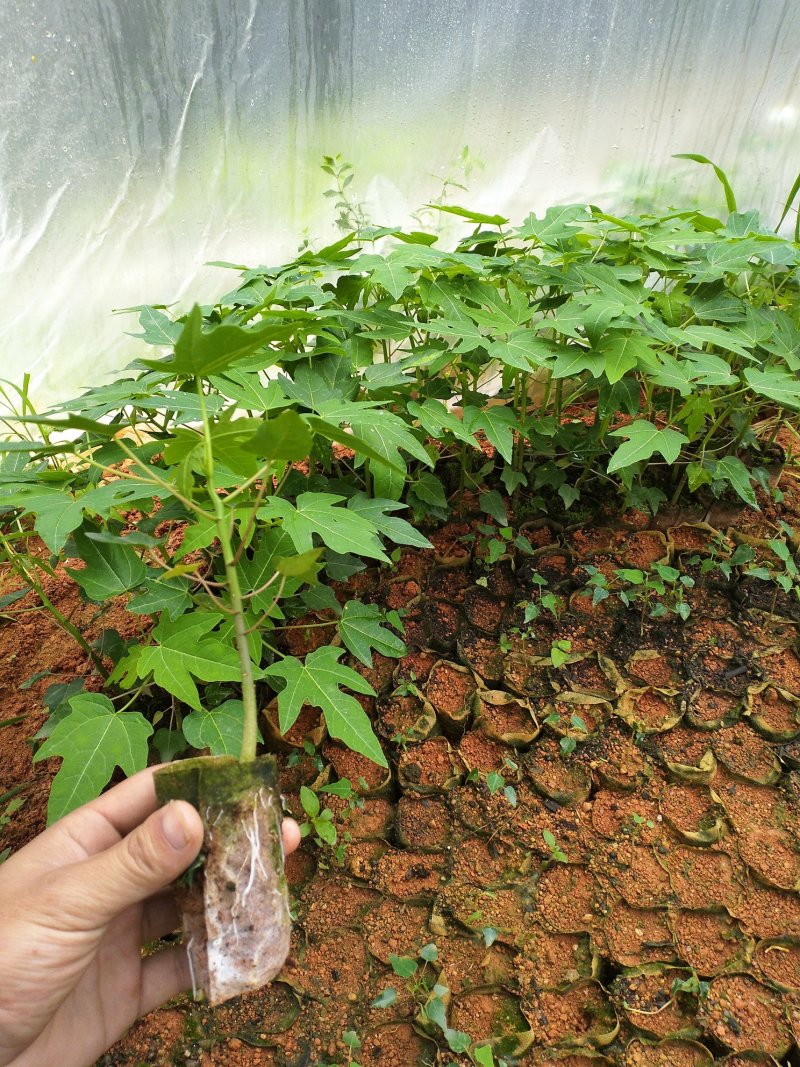 木瓜苗