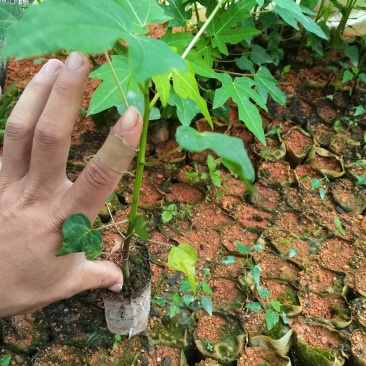 木瓜苗