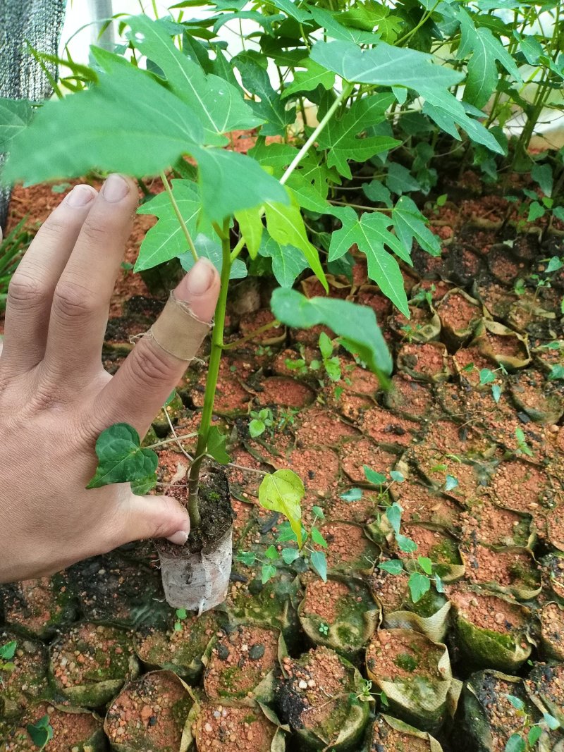 木瓜苗