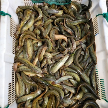 长年供应大量商品泥鳅