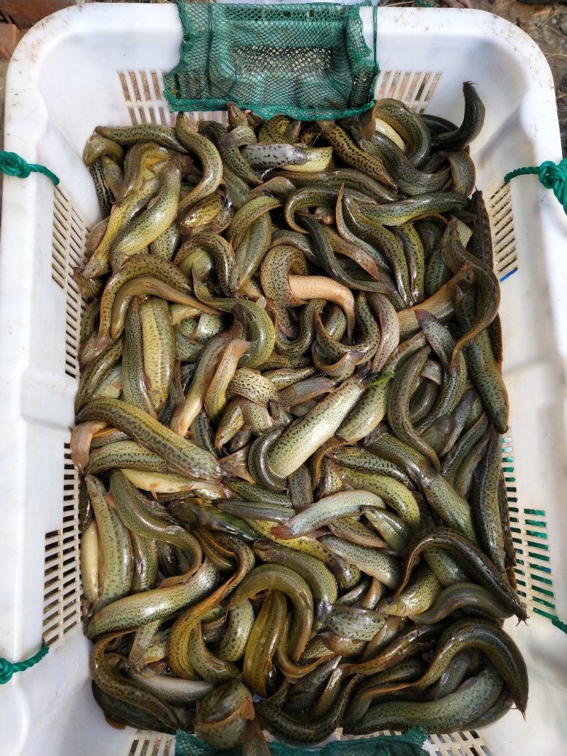 长年供应大量商品泥鳅