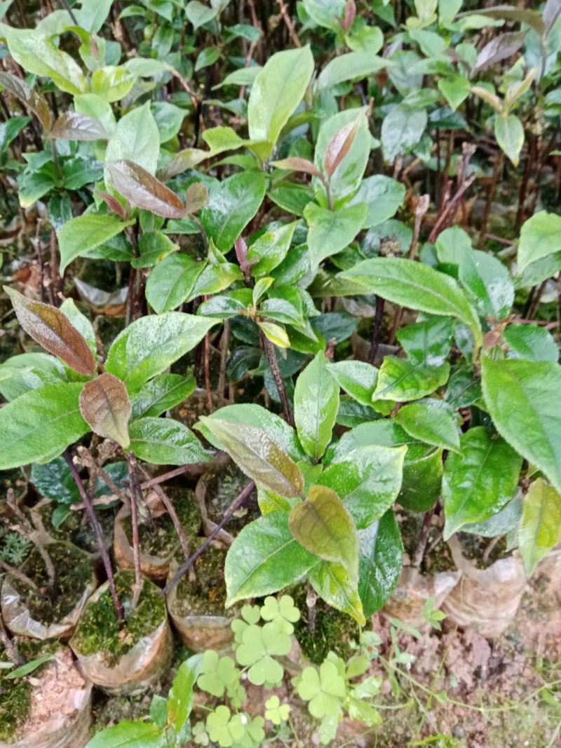 巴戟天杯苗，带营养杯，成活率高