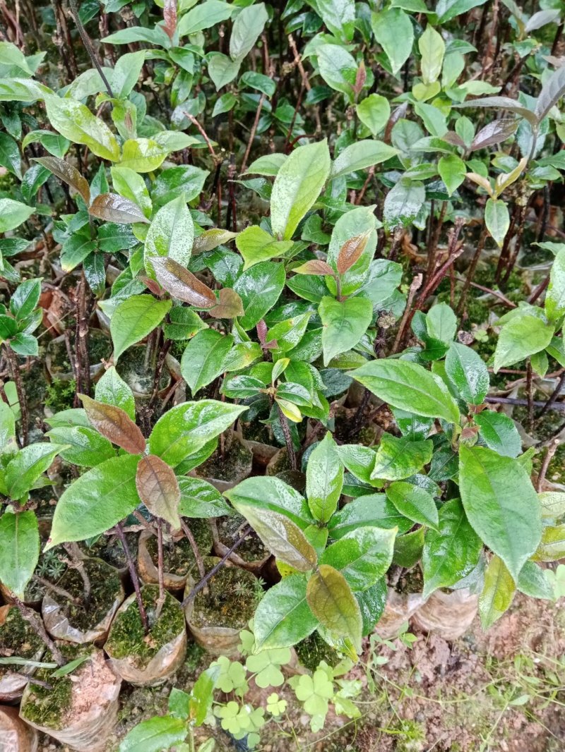 巴戟天杯苗，带营养杯，成活率高