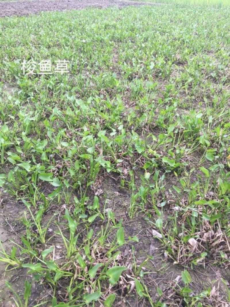 梭鱼草水生植物基地直销物美价廉