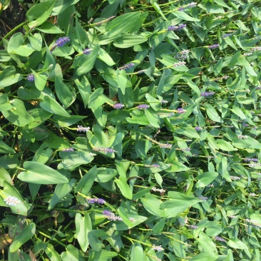 梭鱼草水生植物基地直销物美价廉