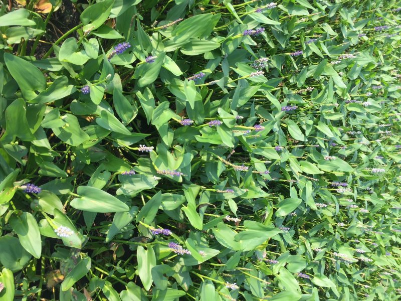 梭鱼草水生植物基地直销物美价廉