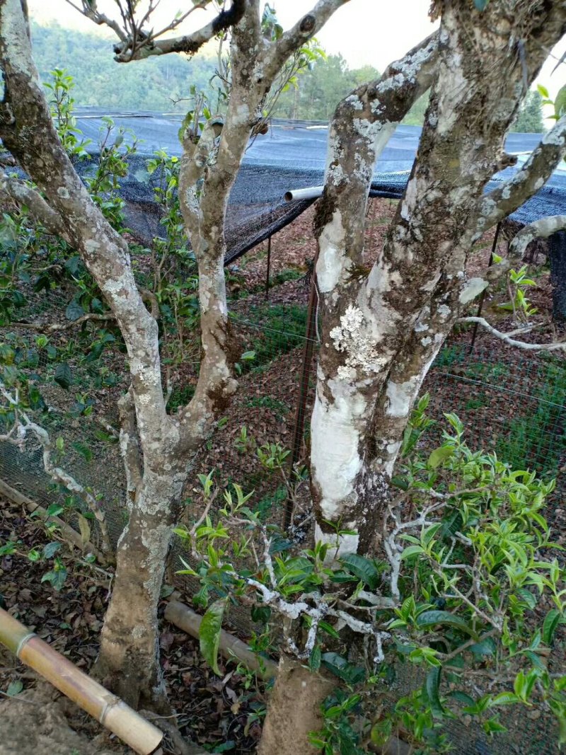 要普洱老树茶和白荼芽尖的看过来