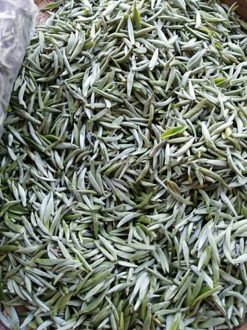 要普洱老树茶和白荼芽尖的看过来