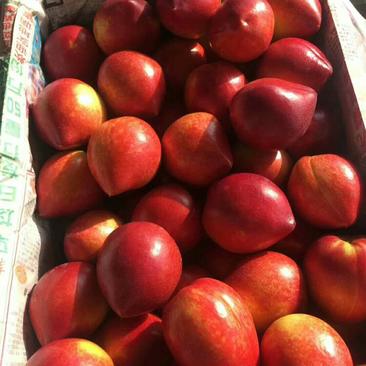 《126油桃》山东大棚油桃大量上市产地直发品质保证