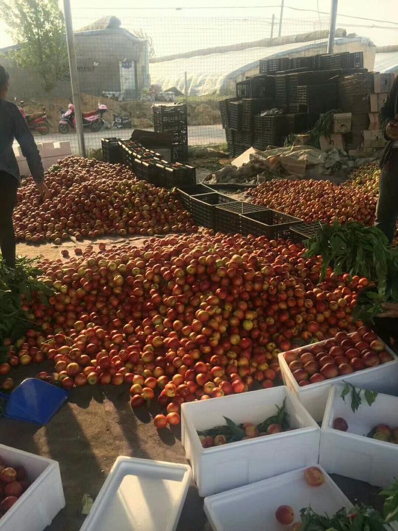 《126油桃》山东大棚油桃大量上市产地直发品质保证